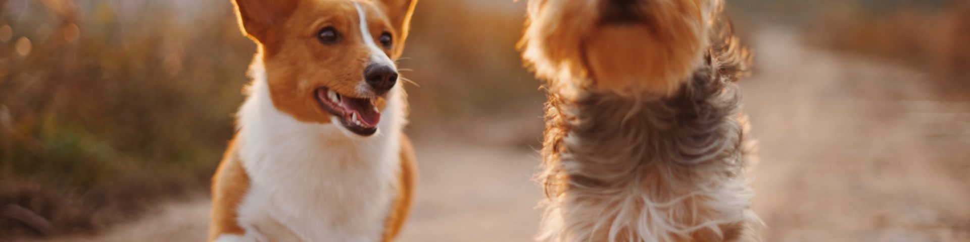 tendências do mercado pet para 2021