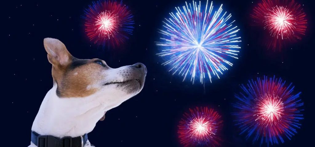 montagem de cão branco com focinho bege observando fogos de artifício em tons azuis e vermelhos