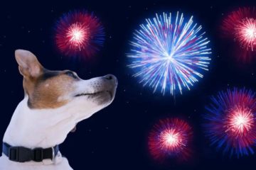 montagem de cão branco com focinho bege observando fogos de artifício em tons azuis e vermelhos