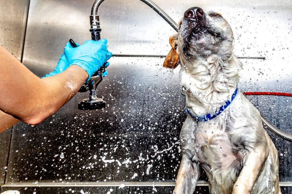 cão toma banho em pet shop